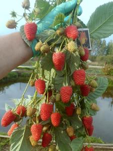 Малина "МАРАВИЛЛА"